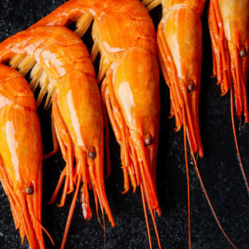 Shrimp Shell Waste as a Cheap Biosorbant